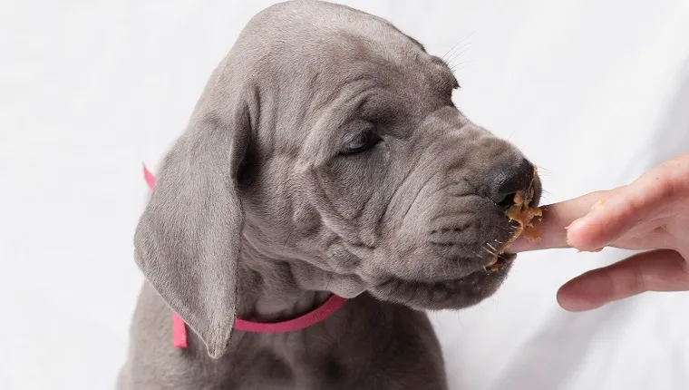 Great Dane puppy tasting peanut butter