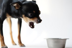 Angry litlle black dog of toy terrier breed protects his food in a metal bowl on a white background.