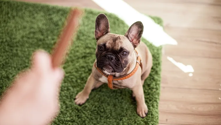French bulldog waiting for her treat