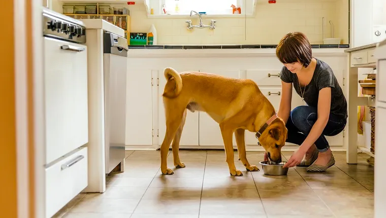 Caucasian woman feeding dog in kitchen