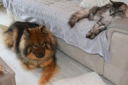 An Eurasian dog and a Norwegian cat were resting on a sofa and on the floor . it was inside a house in France