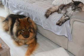 An Eurasian dog and a Norwegian cat were resting on a sofa and on the floor . it was inside a house in France