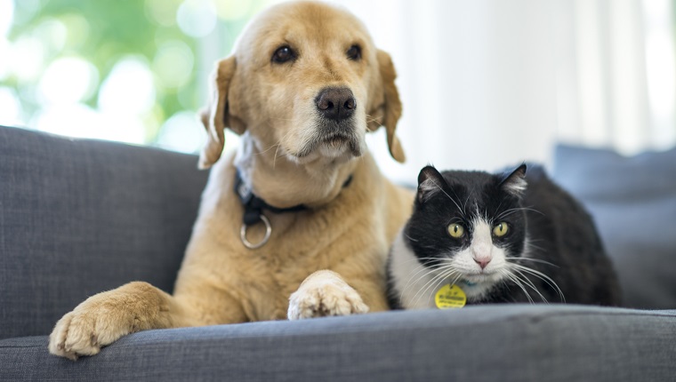 A young golden retriever dog and a black and white domestic cat are lying on a sofa in the living room.