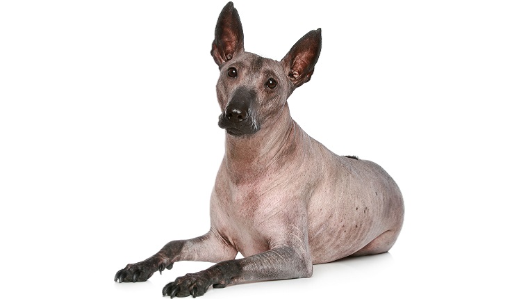 A Xoloitzcuintli lies down in front of a white background.
