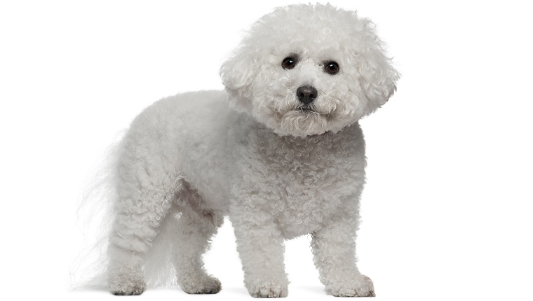 A white Bichon Frise stands in front of a white background.