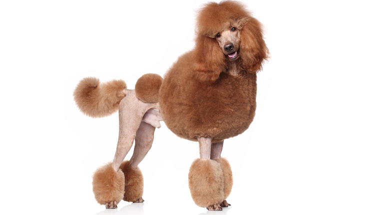 A brown Standard Poodle with an elaborately groomed coat stands in front of a white background.