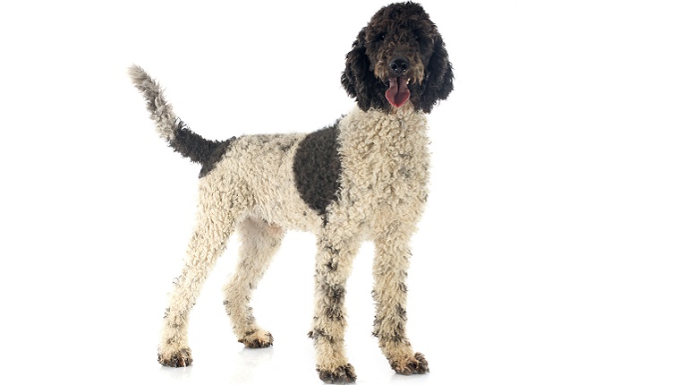 A Portuguese Water Dog with white and black fur stands in front of a white background.