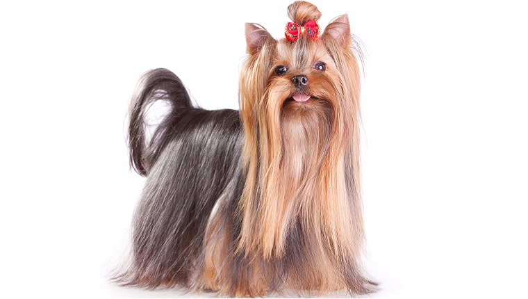 A Yorkshire Terrier with long hair and a bow on its head stands in front of a white background.
