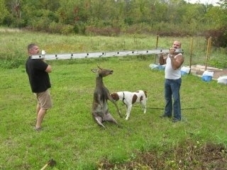 fiddler on farm