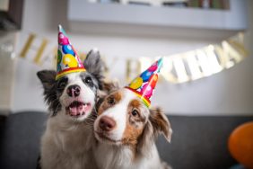 Australian Shepherds in party hats at dog surprise party