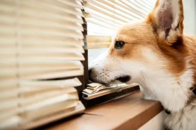 Corgi dog with separation anxiety looking out window, destroying the blinds.