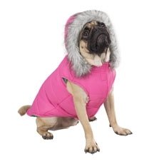 trendy puppy coat