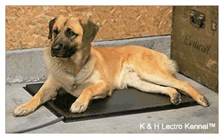 lectro kennel