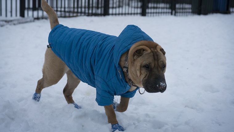 Pawz store snow boots