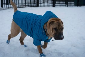 Shar-pei in winter booties and coat playing in the snow.