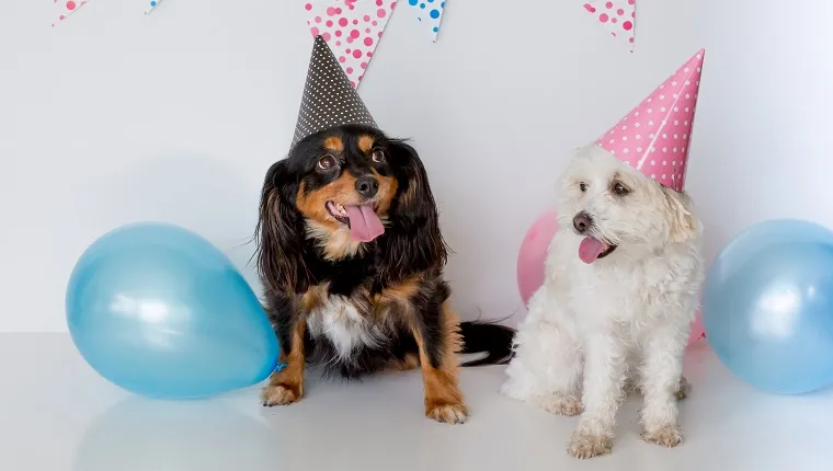 small dogs sitting down with party hats on and happy faces, white background with pink and blue bunting