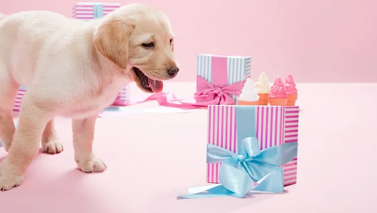 Labrador puppy and gifts
