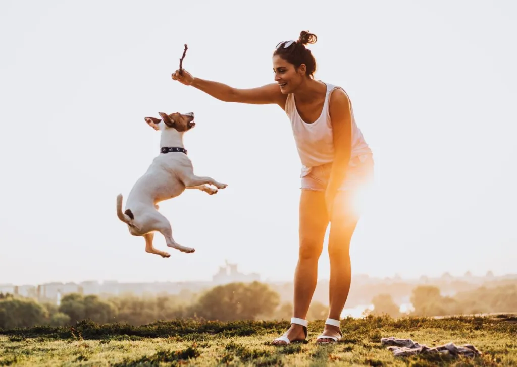 Woman playing with Jack Russell Terrier and stick, enjoying fun dog activities