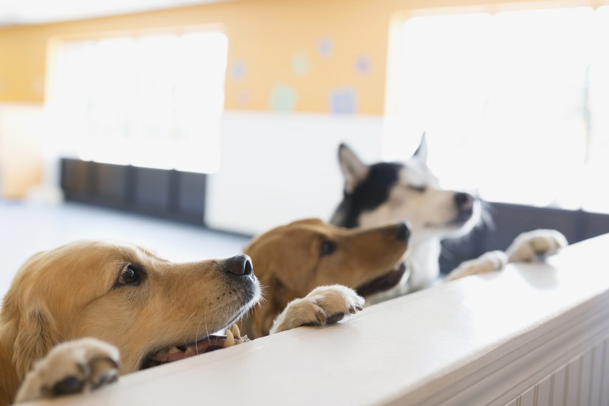 The Benefits of Mental Stimulation for Dogs: Why Our Doggie Daycare is a  Great Choice