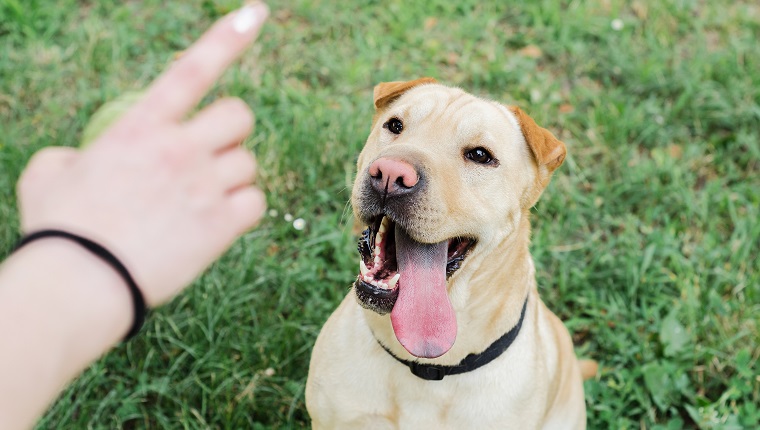 Respect training sale for puppies