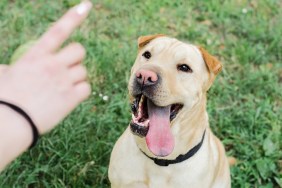Closeup of dog owner's hand being used to teach yellow lab dog training guidelines and fundamentals.
