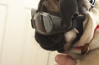 http://www.doggles.com/doggles.html