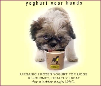 yoghund frozen yogurt treats