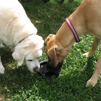 Joey & Shakespeare drinking from the Dura Doggie Disc