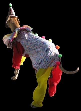 Shake in clown costume (rear view)