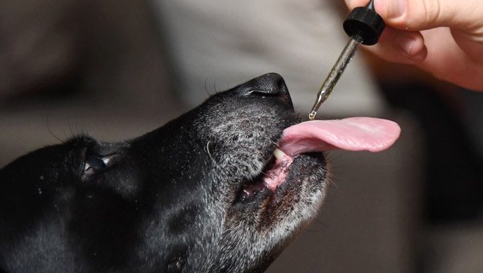 holistic therapy: dog taking tincture of alternative medicine
