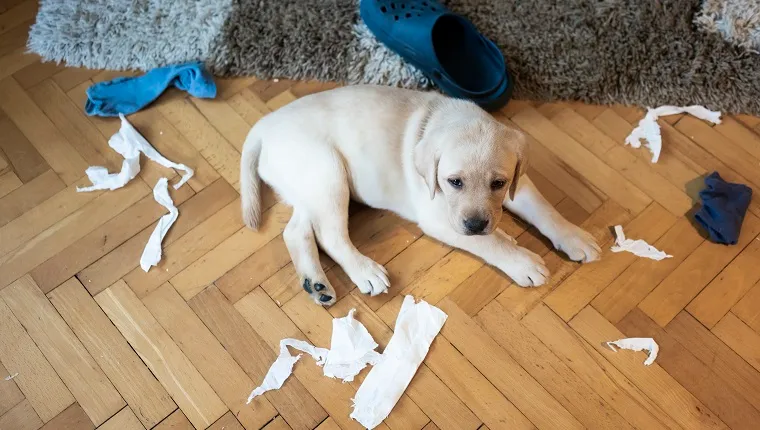 Little puppy make chaos at home