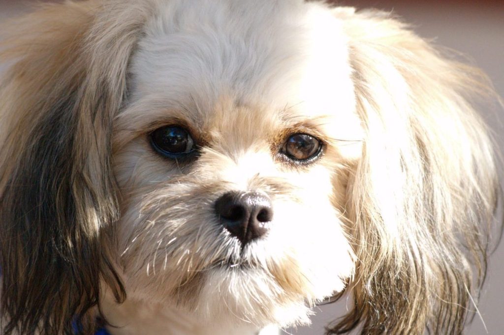 A close-up of a Peekapoo, a cross between a Pekingese and a Mini or Toy Poodle.