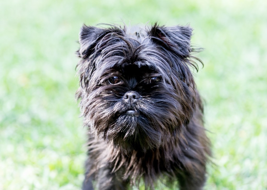 This Affenpinscher is a little moustached and charming little puppy, alert and inquisitive, loyal and affectionate.