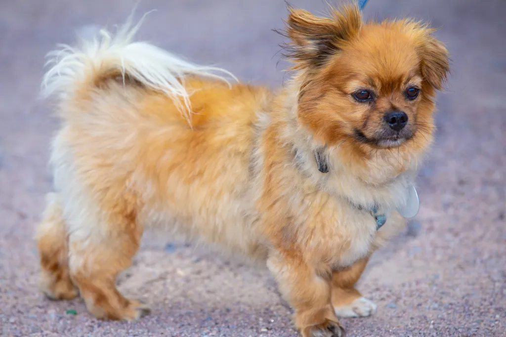 Cute small affenpinscher dog breed on a leash.