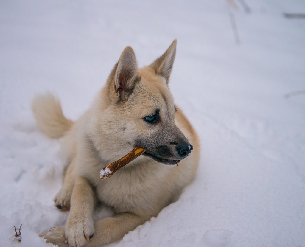 A Norwegian Buhund chews a stick in the snow. 