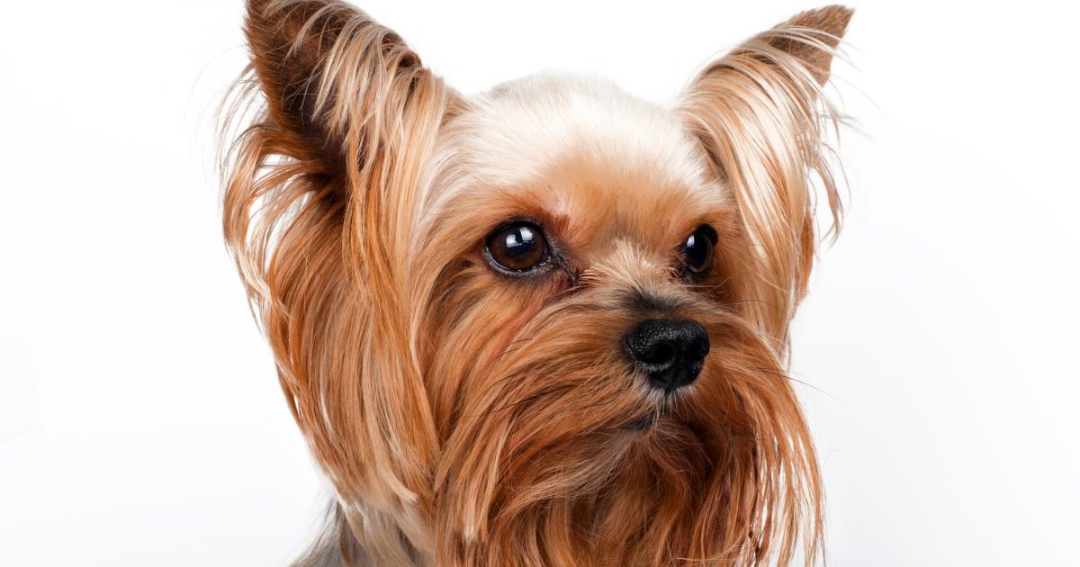 Closeup portrait of Yorkshire terrier on white background