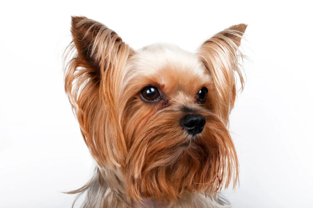 Closeup portrait of Yorkshire terrier on white background