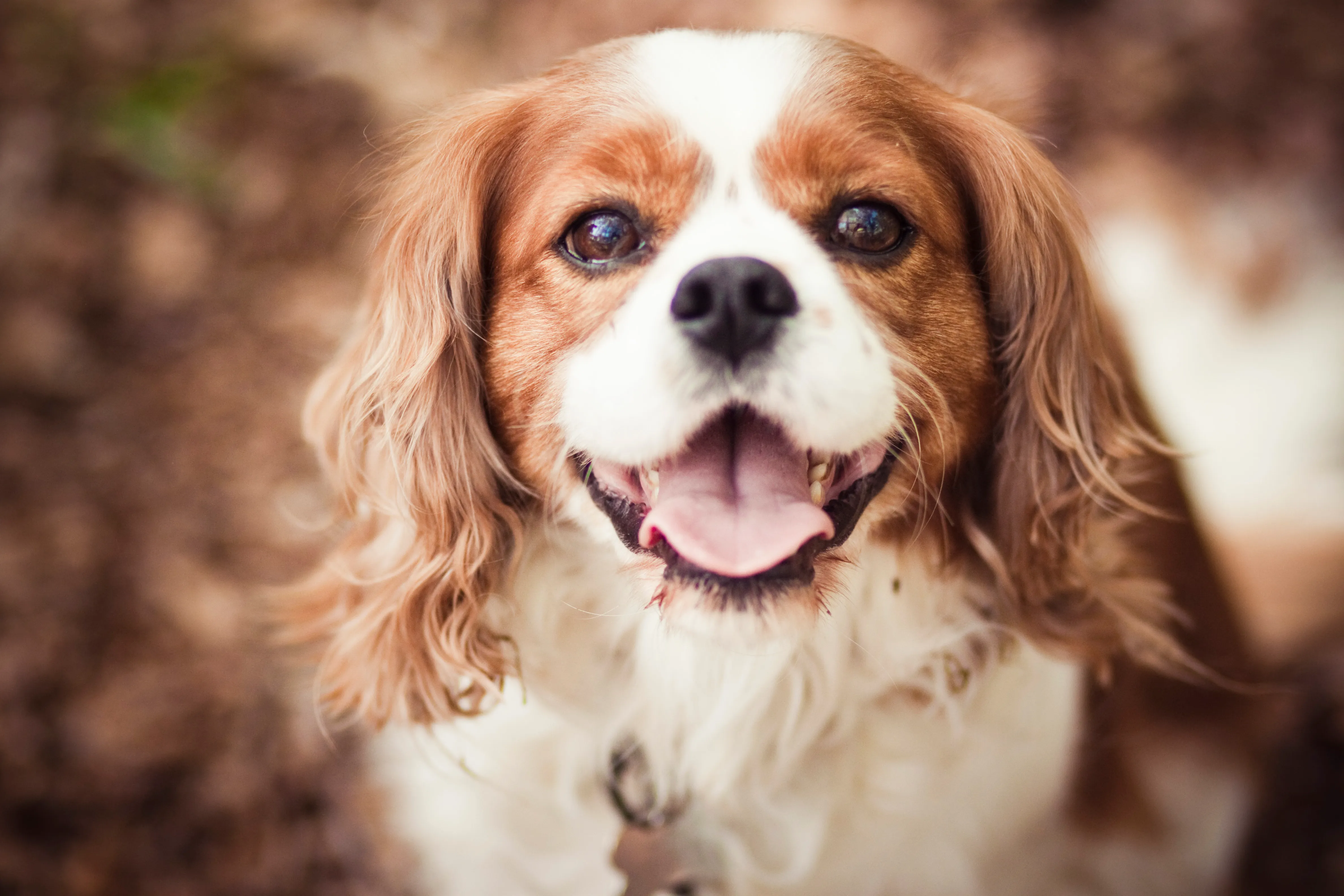 Red and white cavalier king 2024 charles spaniel