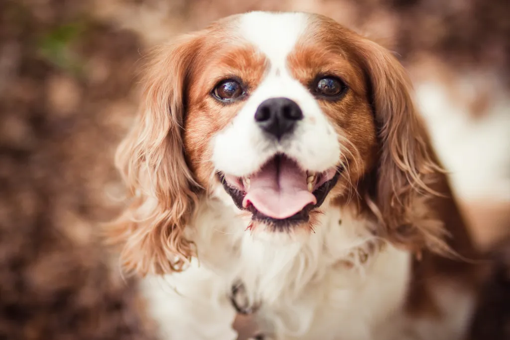 Little ruby - Place's Cavalier King Charles Spaniels