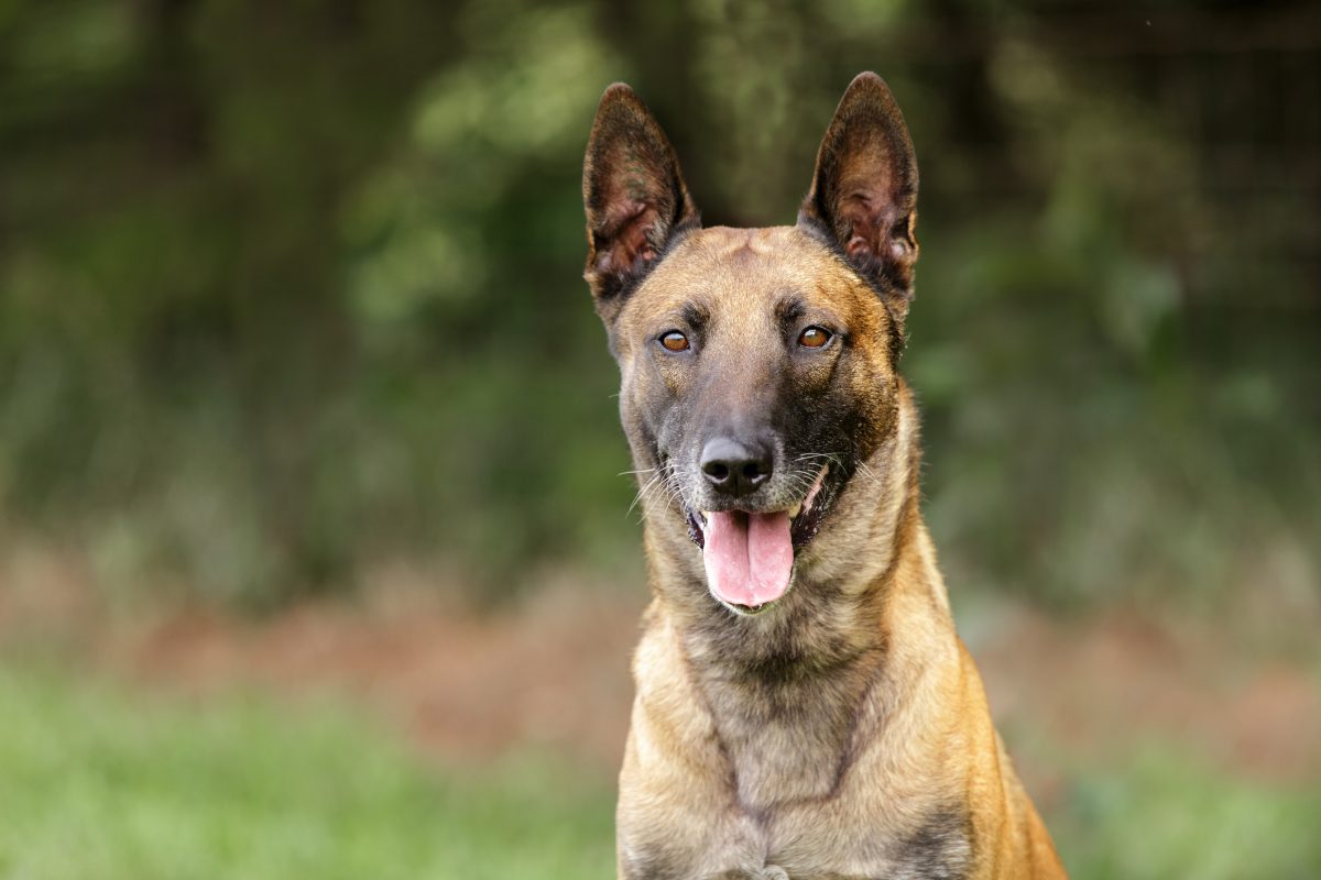 what happens if a dog eats concrete mix