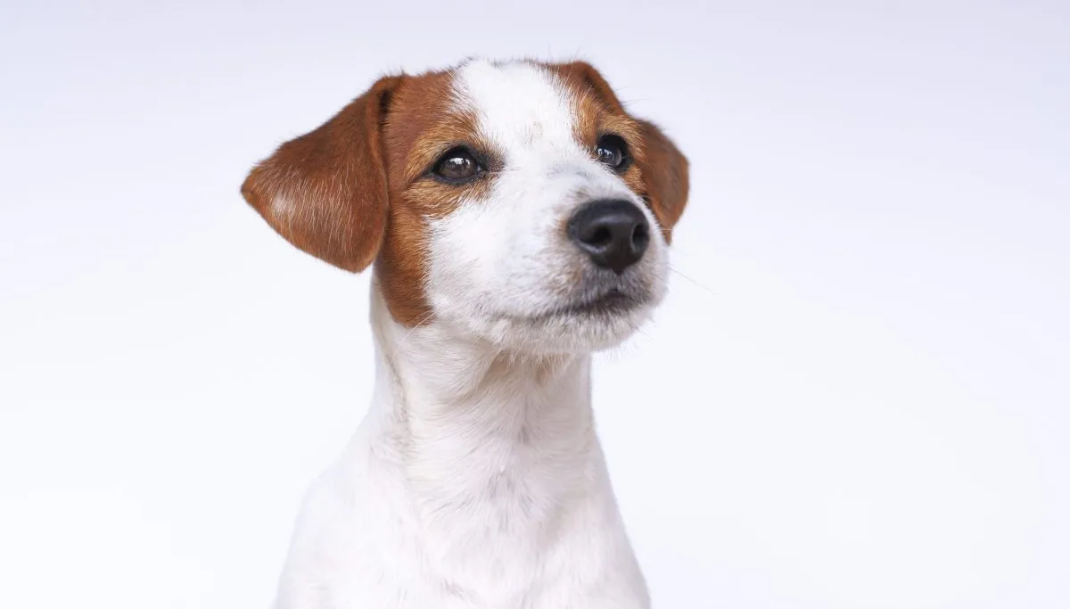 10to12 Xxx Video - Jack Russell Terrier Dog Breed Information & Characterstics