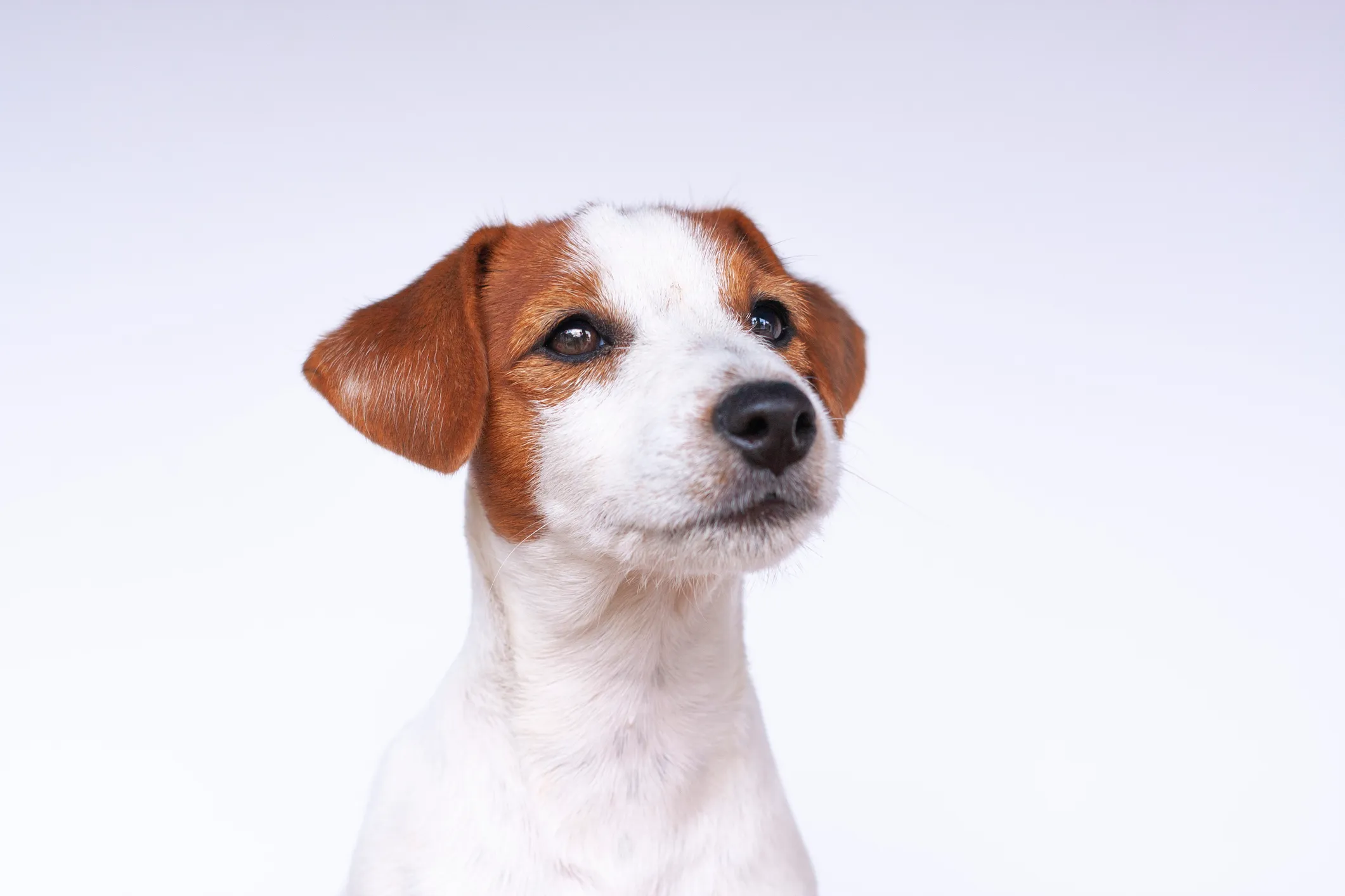 Long haired jack outlet russell breeders