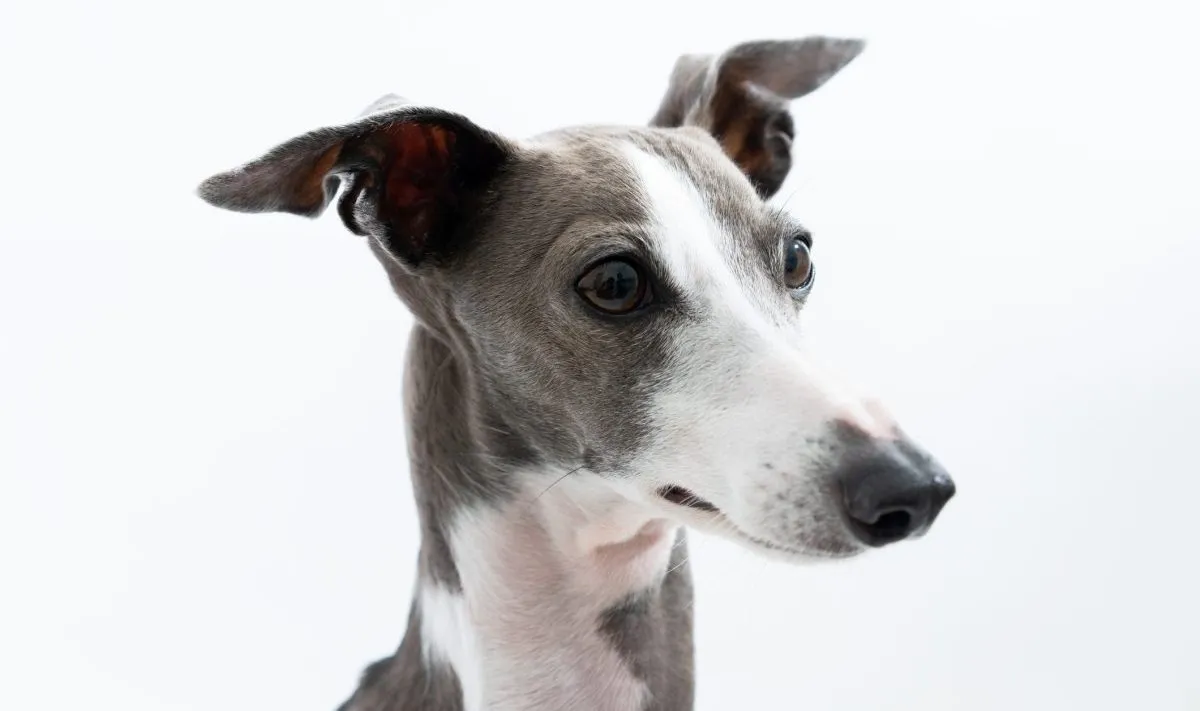 Stock photo of Male Whippet sitting with tail between legs. Available for  sale on