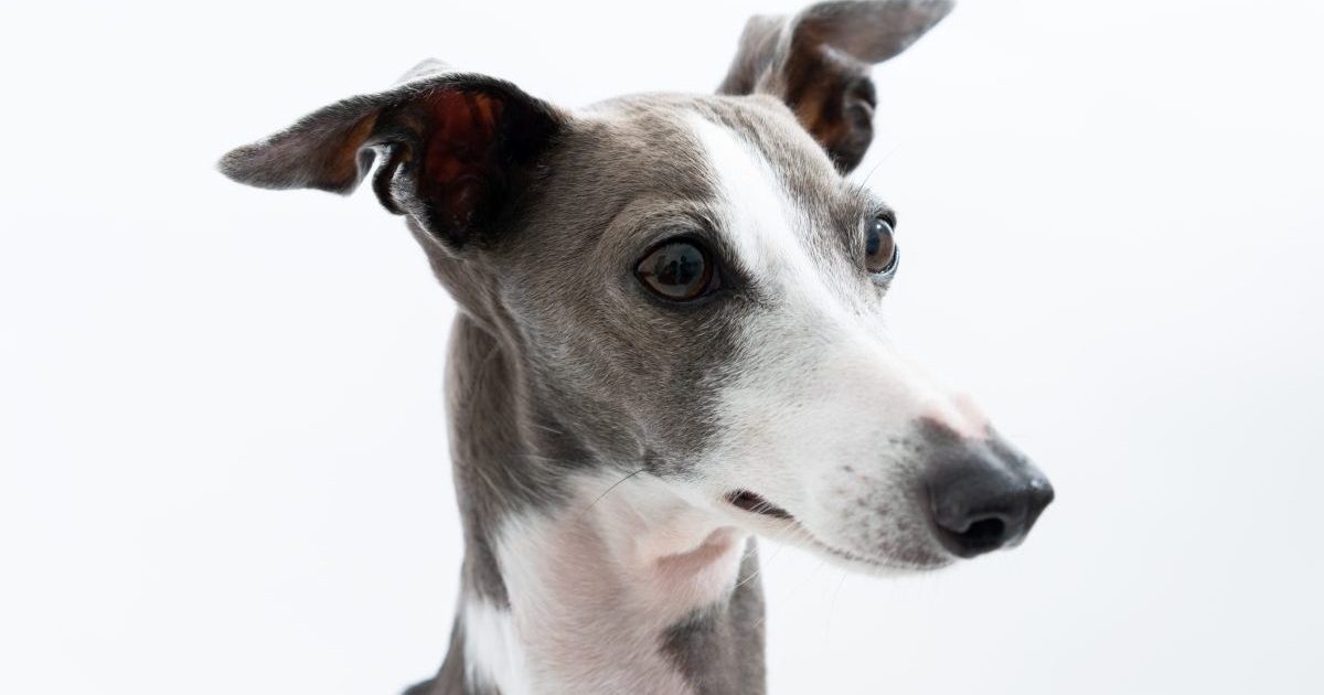 Italian Greyhound Dog isolated on white background