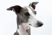 Italian Greyhound Dog isolated on white background