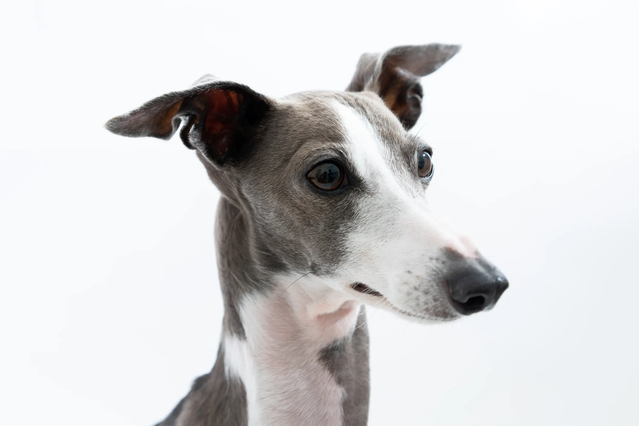 Italian greyhound with store kids