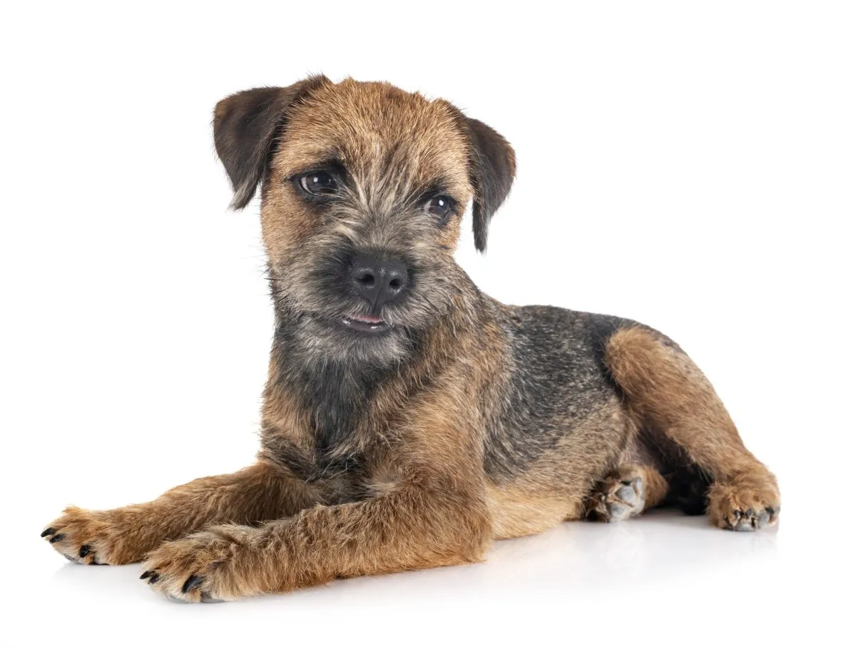 Border Terrier Dog Breed Information and Characteristics image photo