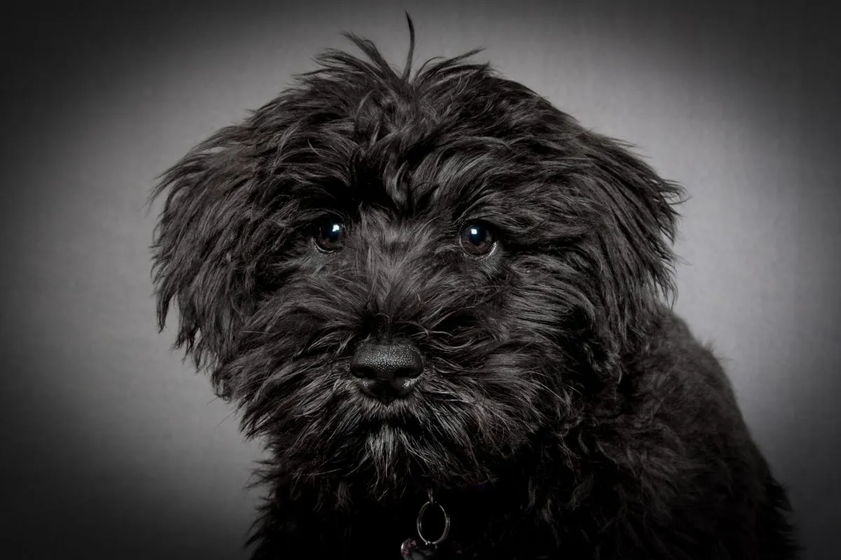 Schnoodle Dog Breed Information & Characteristics