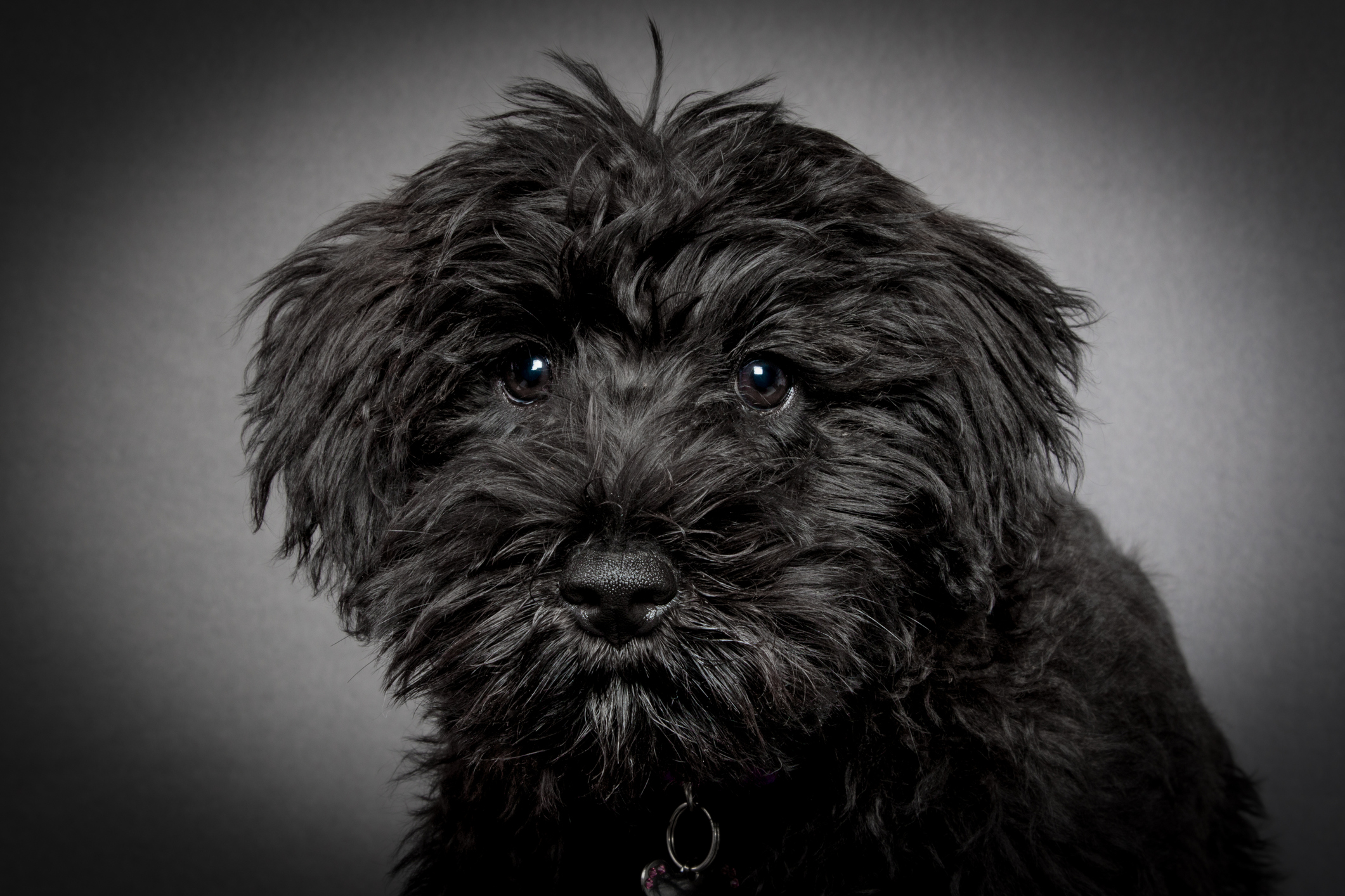 Miniature schnauzer cross breeds best sale