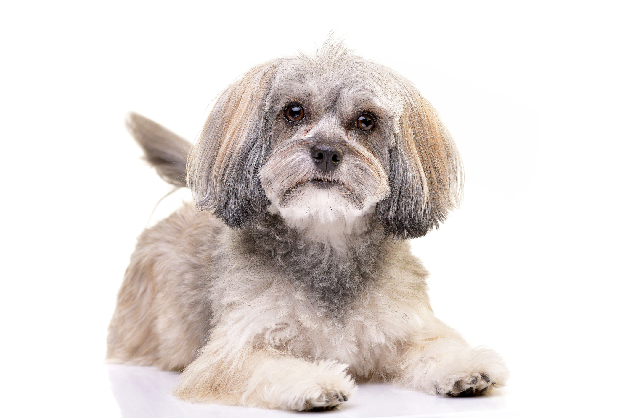 Havanese dog discount dogs long hair